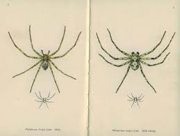 Attēlu rezultāti vaicājumam “Philodromus margaritatus”