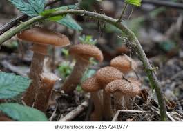 Attēlu rezultāti vaicājumam “Armillaria sp.”