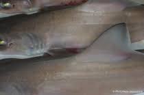 Image result for Mustelus palumbes