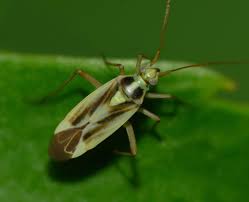 Attēlu rezultāti vaicājumam “Stenotus binotatus”