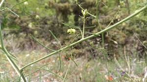 Attēlu rezultāti vaicājumam “Sisymbrium altissimum leaf”