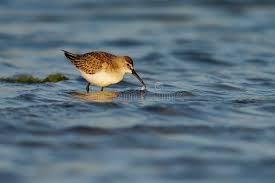Attēlu rezultāti vaicājumam “Calidris ferruginea adult”