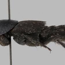 Attēlu rezultāti vaicājumam “Quedius dilatatus”