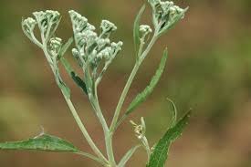 Attēlu rezultāti vaicājumam “Enteridium corticatum”