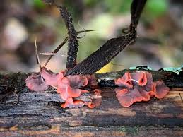 Attēlu rezultāti vaicājumam “Cytidia salicina”