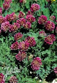Image result for Anthyllis vulneraria rubra