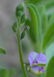 Attēlu rezultāti vaicājumam “Polygalaceae”