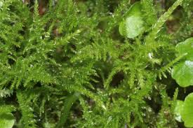 Attēlu rezultāti vaicājumam “Palustriella decipiens”