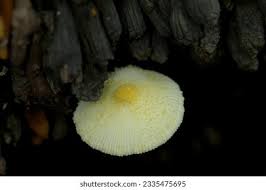 Attēlu rezultāti vaicājumam “Symphytocarpus flaccidus”