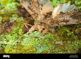 Attēlu rezultāti vaicājumam “Peridea anceps”