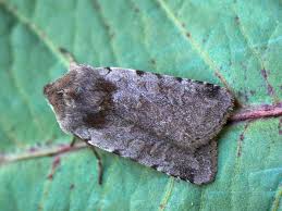 Attēlu rezultāti vaicājumam “Cerastis rubricosa”