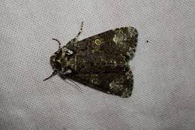 Attēlu rezultāti vaicājumam “Craniophora ligustri imago”