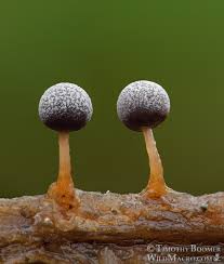 Attēlu rezultāti vaicājumam “Physarum globuliferum stalked”
