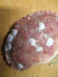 Image result for Cancer borealis