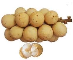 Image result for Lansongammon