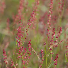 Attēlu rezultāti vaicājumam “Rumex acetosa flower”