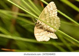 Attēlu rezultāti vaicājumam “Scopula immorata”