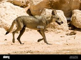 Image result for canis lupus arabs