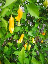 Afbeeldingsresultaat voor mme jeanette hot pepper