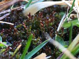 Attēlu rezultāti vaicājumam “Bryum weigelii”