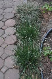 Attēlu rezultāti vaicājumam “Sesleria caerulea bud”