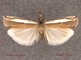 Attēlu rezultāti vaicājumam “Crambus hamella”