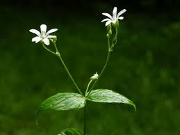 Attēlu rezultāti vaicājumam “Stellaria nemorum flower”
