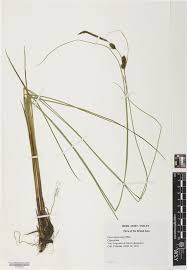 Attēlu rezultāti vaicājumam “Carex lasiocarpa leaf”