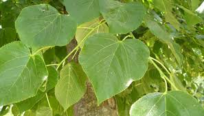 Attēlu rezultāti vaicājumam “Tilia x moltkei”