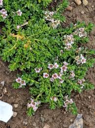 Attēlu rezultāti vaicājumam “Glaux maritima flower”