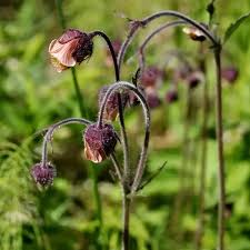Attēlu rezultāti vaicājumam “Geum rivale flower”