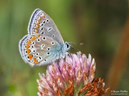 Attēlu rezultāti vaicājumam “Polyommatus icarus male”
