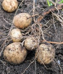Attēlu rezultāti vaicājumam “Solanum tuberosum”
