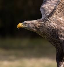 Attēlu rezultāti vaicājumam “Haliaeetus albicilla adult”