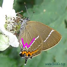 Attēlu rezultāti vaicājumam “Satyrium w-album”