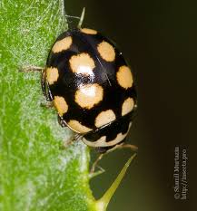 Attēlu rezultāti vaicājumam “Coccinula quatuordecimpustulata”