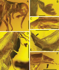 Attēlu rezultāti vaicājumam “Lymexylidae”