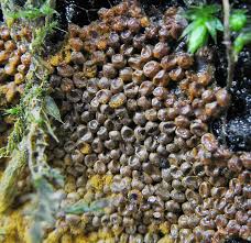 Attēlu rezultāti vaicājumam “Hemitrichia sordivesiculosa sessile”