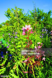 Image result for Diptam