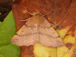 Attēlu rezultāti vaicājumam “Colotois pennaria”