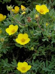 Attēlu rezultāti vaicājumam “Pentaphylloides fruticosa leaf”