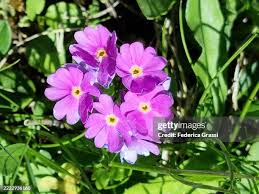 Attēlu rezultāti vaicājumam “Primula farinosa flower”