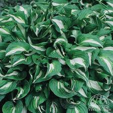 Image result for Hosta fortunei albomarginata