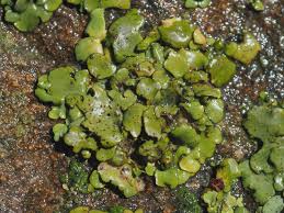 Attēlu rezultāti vaicājumam “Dermatocarpon luridum”