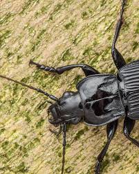 Attēlu rezultāti vaicājumam “Pterostichus sp.”