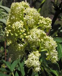 Attēlu rezultāti vaicājumam “Sambucus racemosa flower”