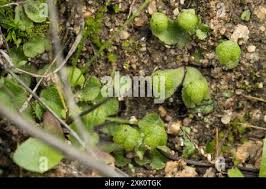 Attēlu rezultāti vaicājumam “Marchantiopsida”