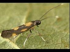 Attēlu rezultāti vaicājumam “Calybites phasianipennella”