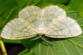 Attēlu rezultāti vaicājumam “Cabera exanthemata male”