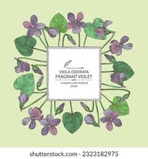 Attēlu rezultāti vaicājumam “Viola odorata leaf”